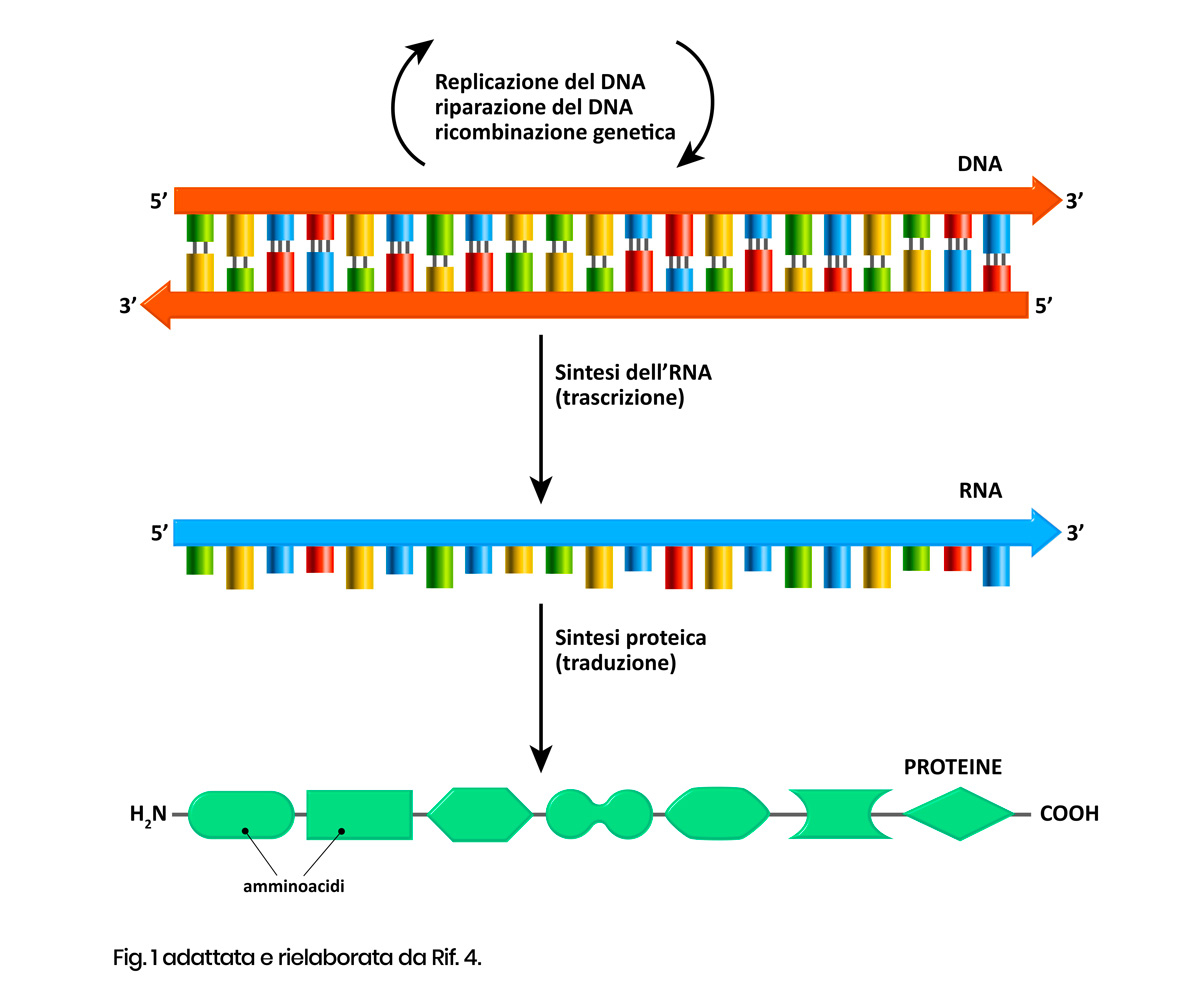 Diagramma Di Trascrizione Del Dna Introne Wikipedia